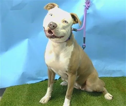 A young medium-sized female Pit Bull Terrier dog named Cloe for adoption in Gardena, CA