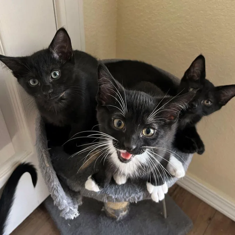A baby medium-sized male Black & White / Tuxedo Tuxedo cat named Paw de Chat for adoption in Tulsa, OK