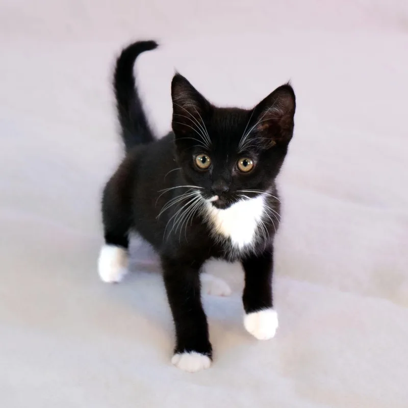 Paw de Chat thumbnail 2