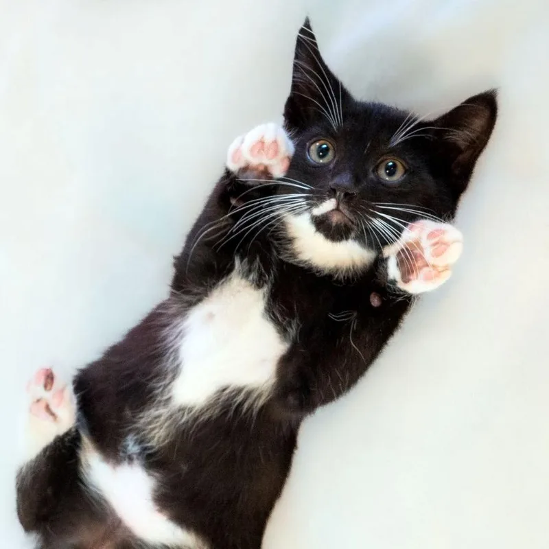 Paw de Chat thumbnail 3