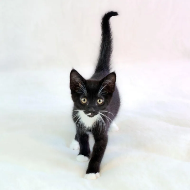 Paw de Chat thumbnail 4