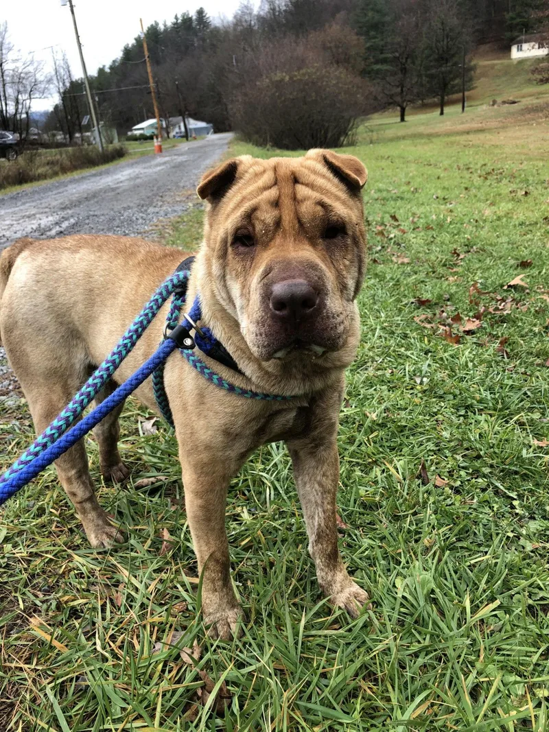 An adult large-sized female Shar-Pei dog named Aza for adoption in Elkins, WV