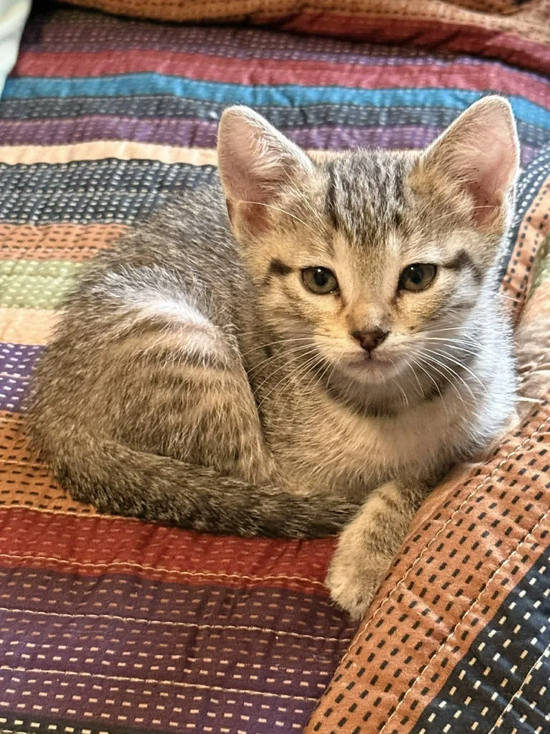 A baby small-sized female Domestic Short Hair cat named Athena for adoption in Snyder, TX