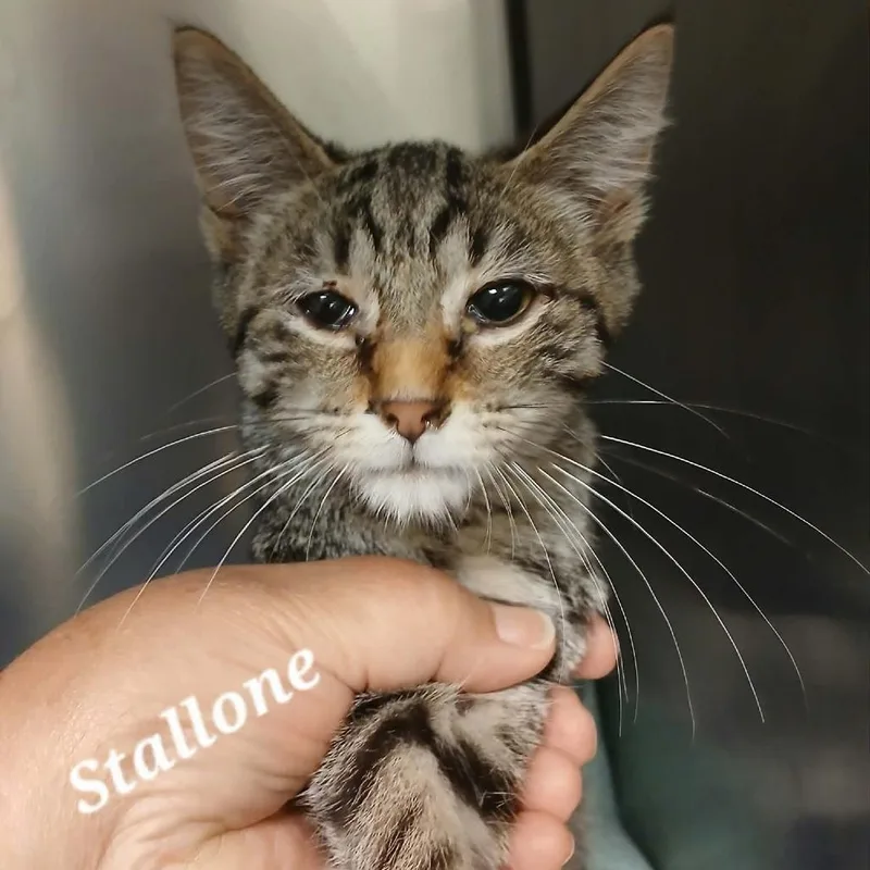 A baby small-sized male Domestic Short Hair cat named Stallone for adoption in Richmond, IN