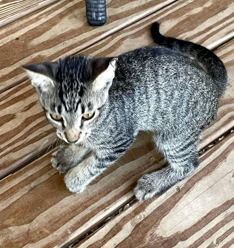 A baby medium-sized male Domestic Short Hair cat named Pokey for adoption in St. James City, FL