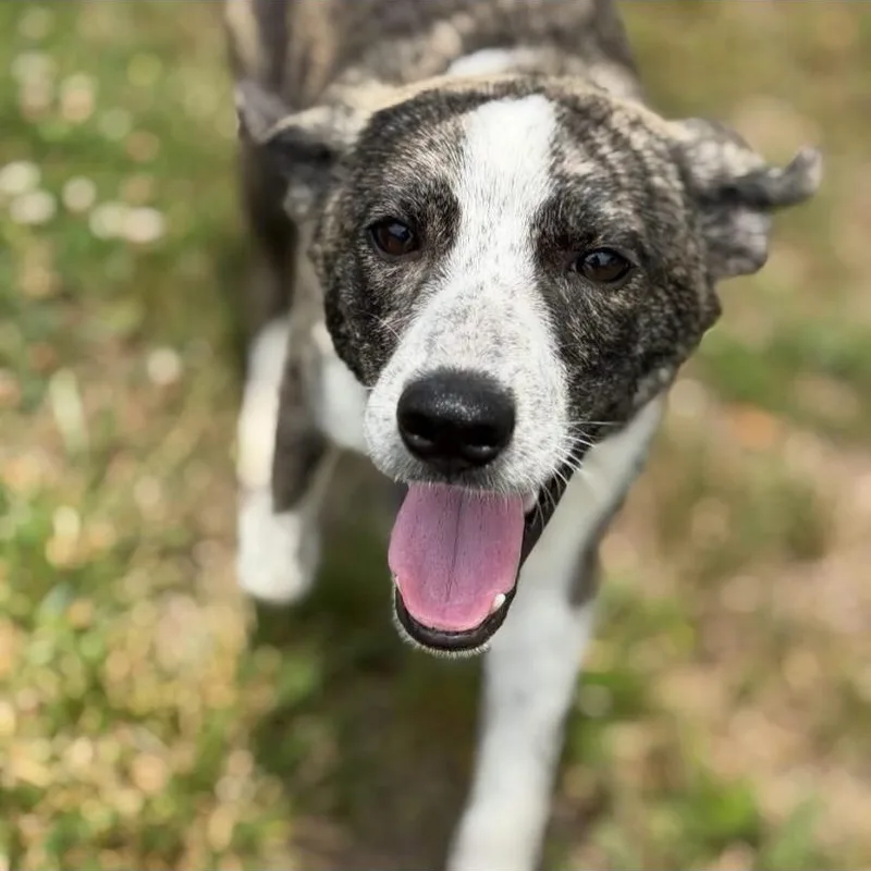 A baby medium-sized male Australian Cattle Dog / Blue Heeler dog named Dexter for adoption in Philadelphia, PA
