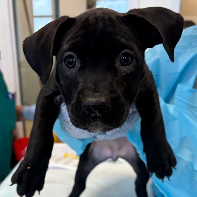A baby small-sized female Brown / Chocolate Pit Bull Terrier dog named Shirley Temple for adoption in Nashville, TN