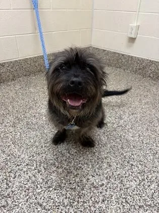 A senior large-sized male Shih Tzu dog named Bruce for adoption in Westland, MI