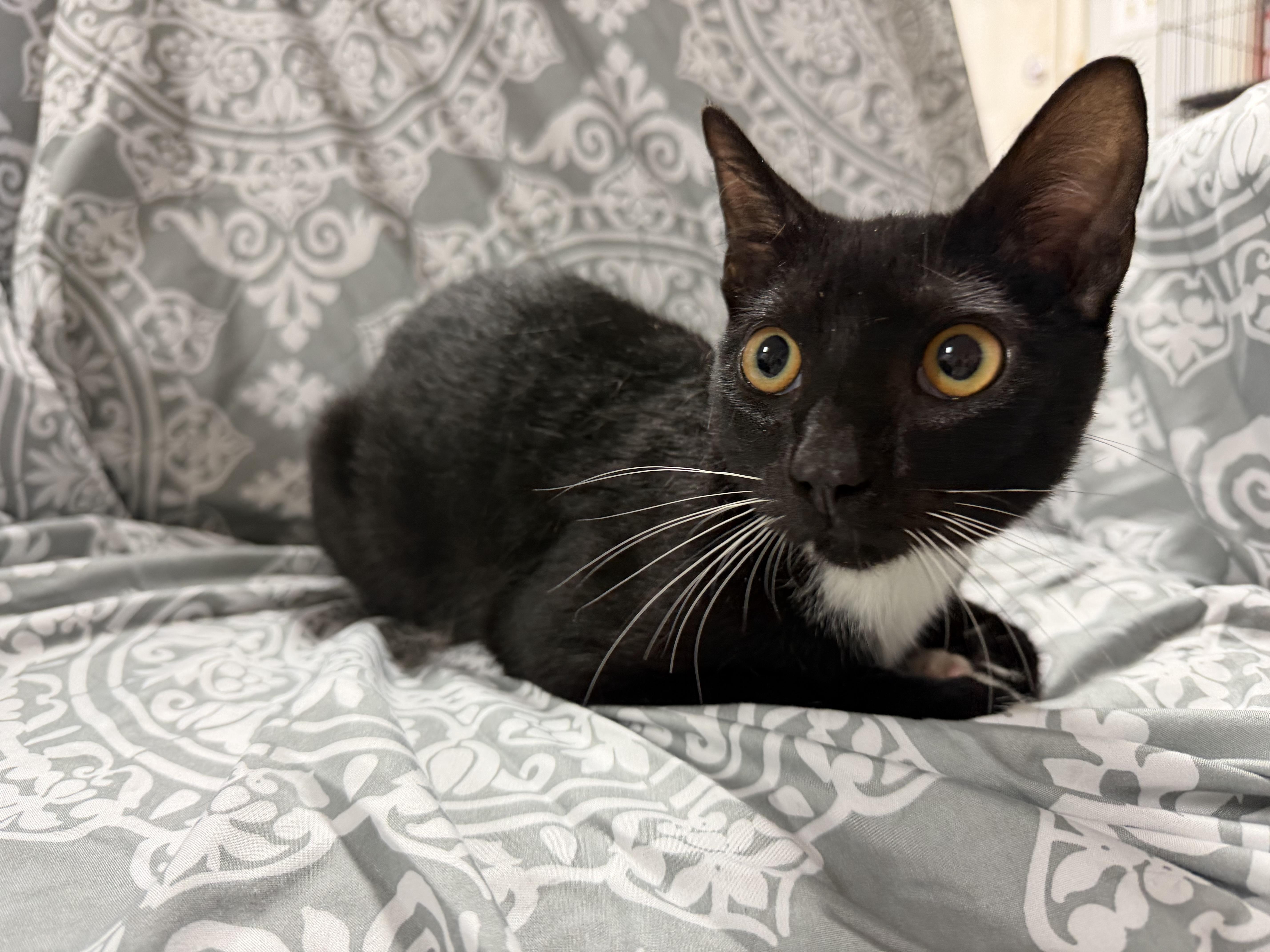 A young medium-sized male Tuxedo cat named Julian for adoption in Columbia, SC