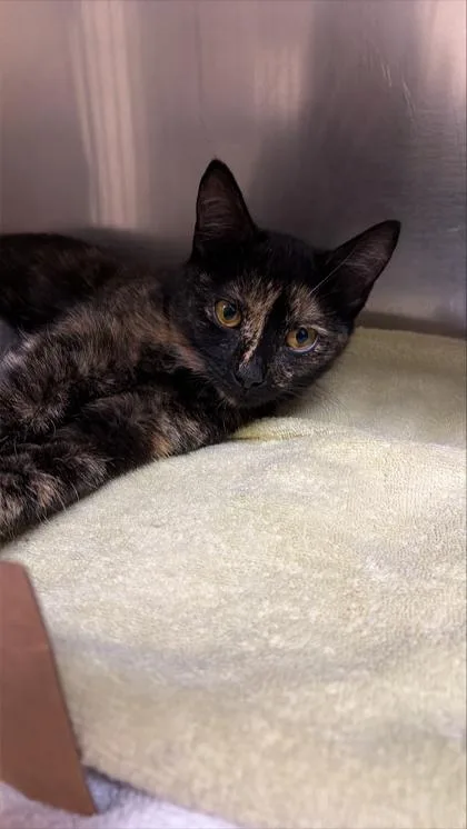 An adult small-sized female Domestic Short Hair cat named Sissy for adoption in West Chester, PA