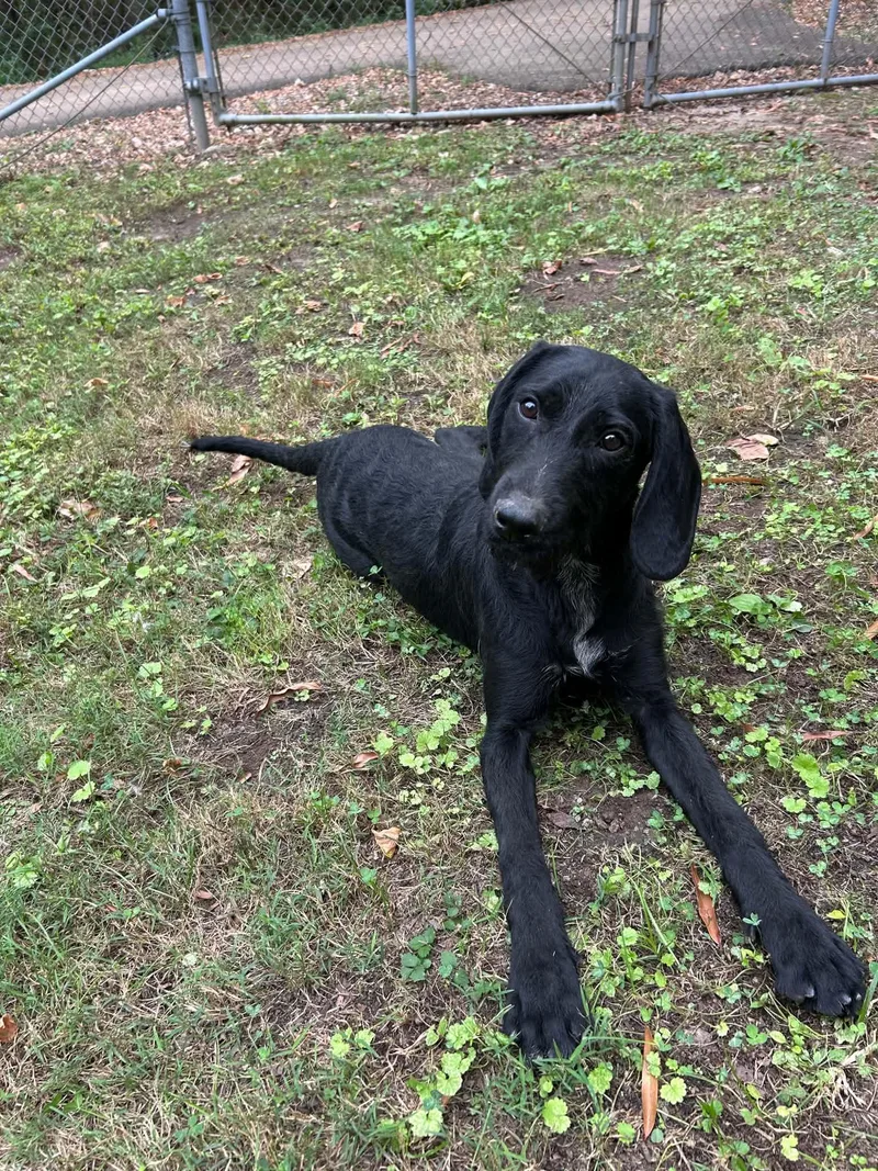 A young medium-sized female Flat-Coated Retriever dog named Moxie for adoption in Watertown, CT