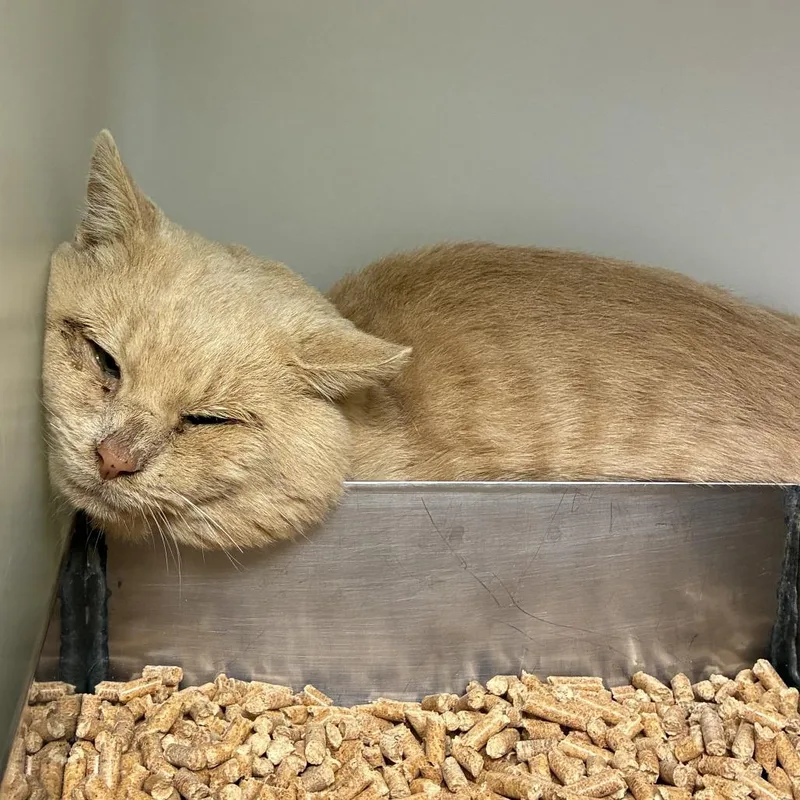 A senior small-sized male Buff / Tan / Fawn Domestic Medium Hair cat named 73019 for adoption in Harrisonburg, VA