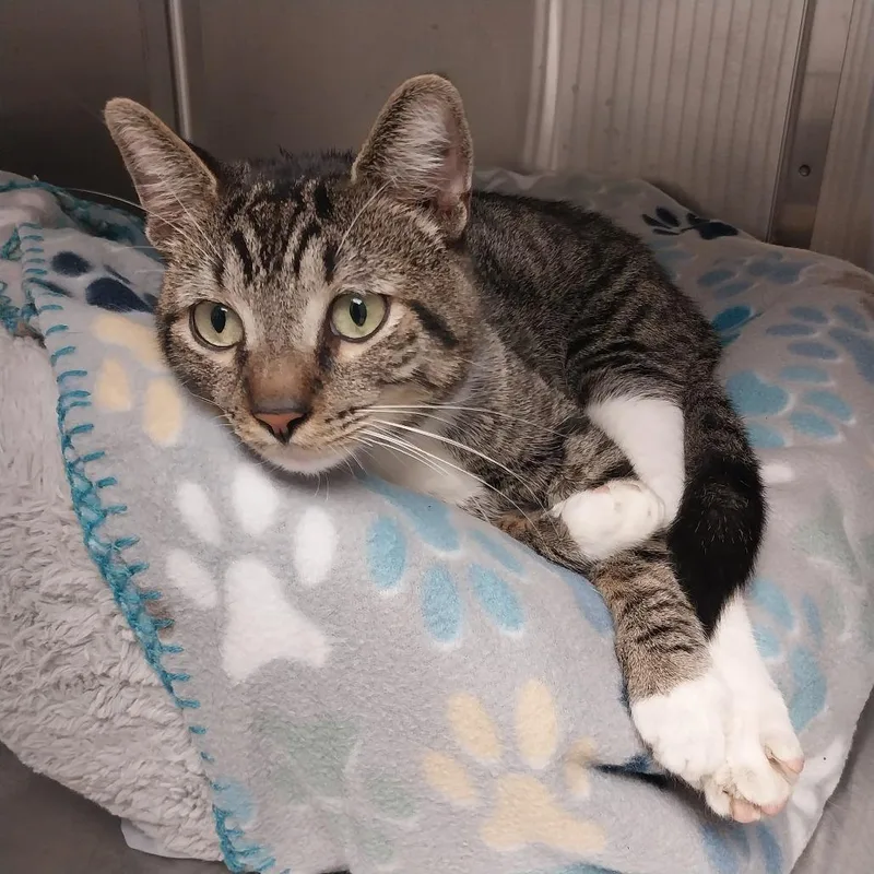 A young medium-sized male Brown / Chocolate Domestic Short Hair cat named Elmer for adoption in East Smithfield , PA