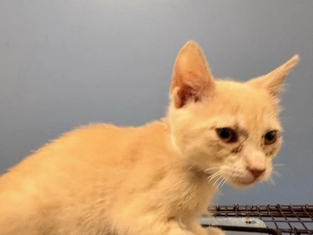 A baby small-sized male Domestic Short Hair cat named Roman for adoption in Tustin, CA