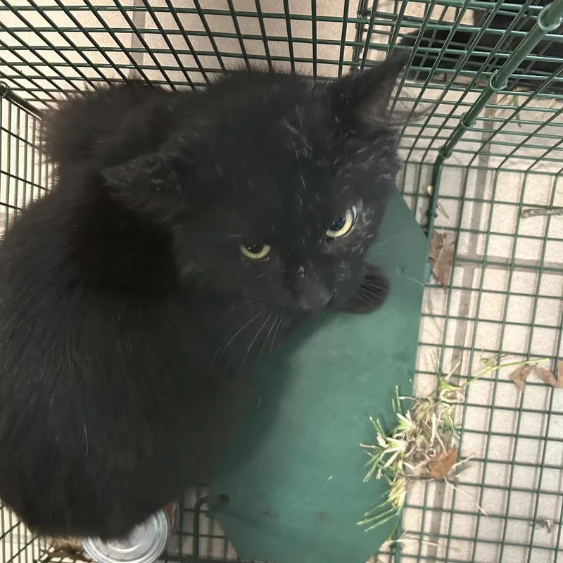 An adult large-sized male Black Domestic Long Hair cat named Handsome for adoption in Starkville, MS