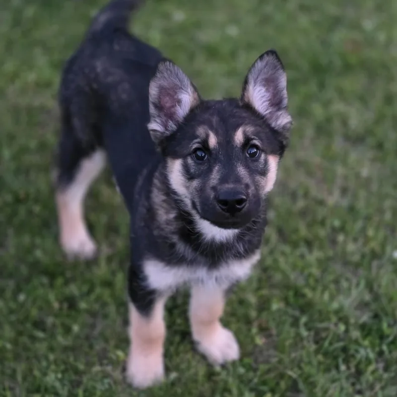A baby large-sized male Brown / Chocolate German Shepherd Dog dog named Rain for adoption in Farmington, MN