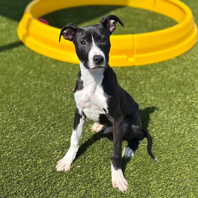 A young small-sized male Black Pit Bull Terrier dog named Snoop Dawg for adoption in Morganton, NC