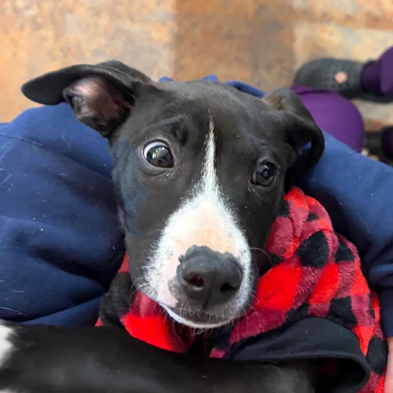 Snoop Dawg thumbnail 5