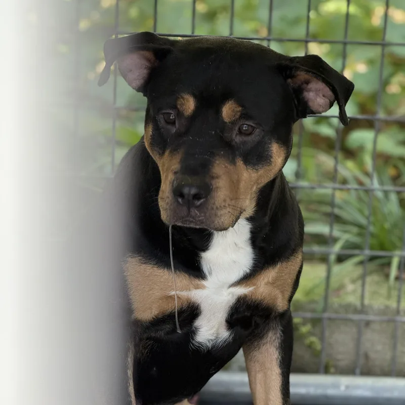 A young medium-sized female Black Rottweiler dog named Kenzie for adoption in Yonkers, NY