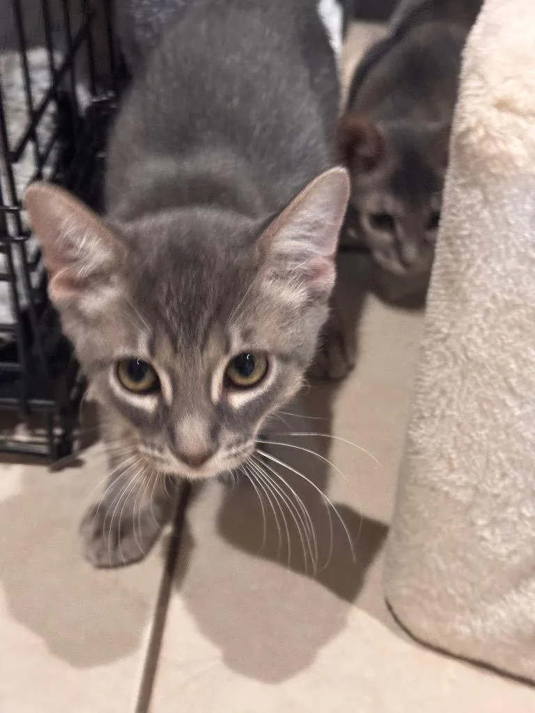 A baby medium-sized male Tabby cat named Sable for adoption in San Antonio, TX