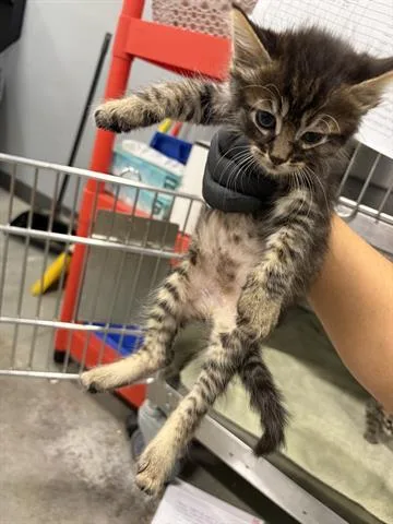 A baby small-sized male Domestic Short Hair cat named Bigad Shaban for adoption in San Martin, CA