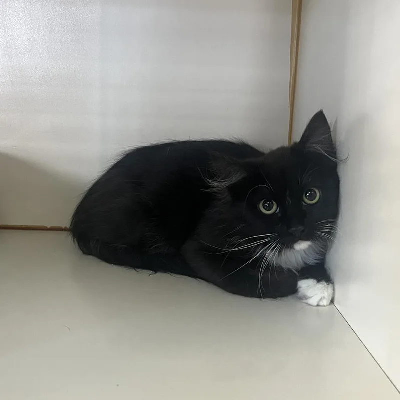 An adult small-sized female Black Domestic Short Hair cat named Lil Squirtworking Cat for adoption in Idaho Falls, ID