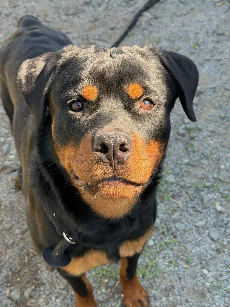 A young large-sized male Black Rottweiler dog named Rocky for adoption in Manassas, VA