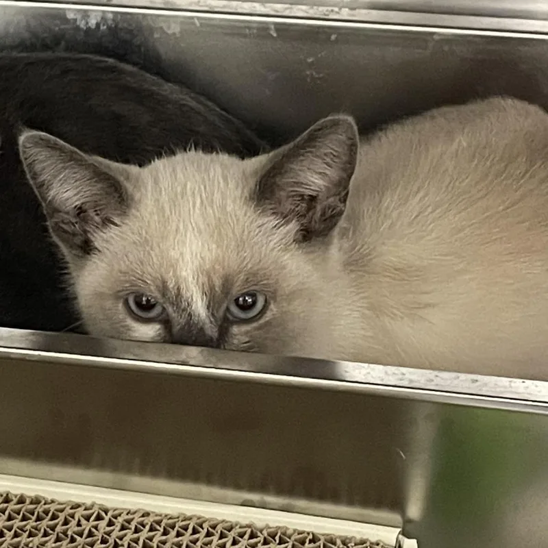 A baby small-sized female Gray / Blue / Silver Domestic Short Hair cat named Snowe for adoption in Newark, DE