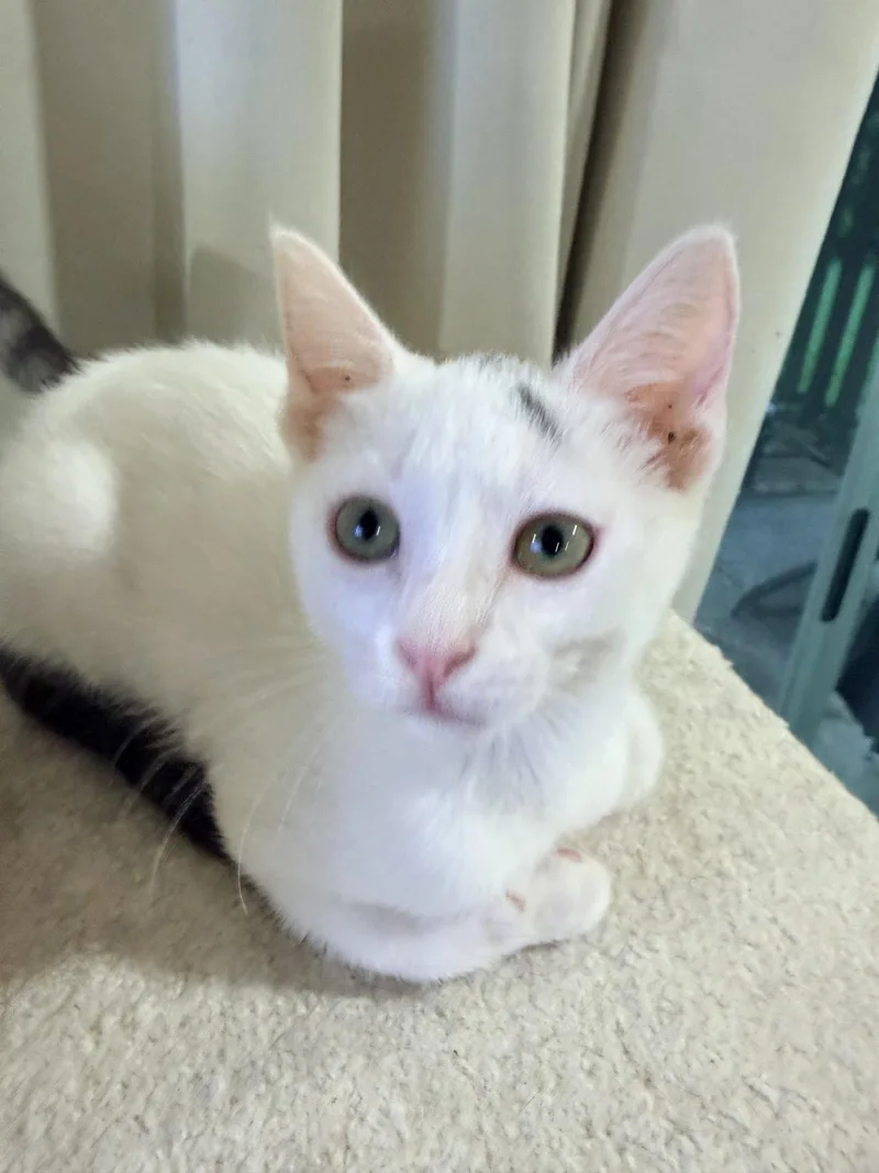 A baby medium-sized male Gray & White Domestic Short Hair cat named Spike for adoption in Herndon, VA
