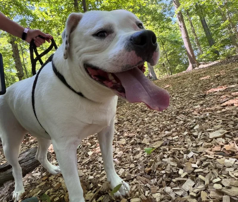 An adult large-sized male White / Cream American Bully dog named Rocky for adoption in Manassas, VA