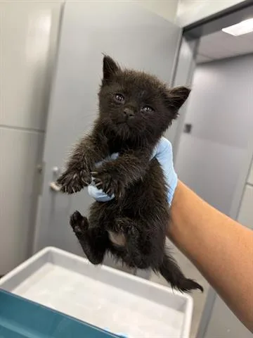 A baby small-sized male Domestic Medium Hair cat named Bear for adoption in San Martin, CA