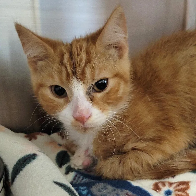 A baby small-sized male Orange / Red Domestic Short Hair cat named Ziggy for adoption in Nashville, IN