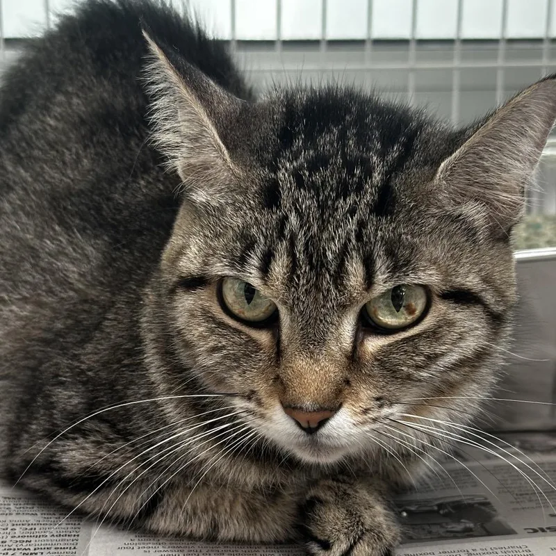A young medium-sized female Brown / Chocolate Domestic Short Hair cat named Lemon for adoption in Chicago, IL