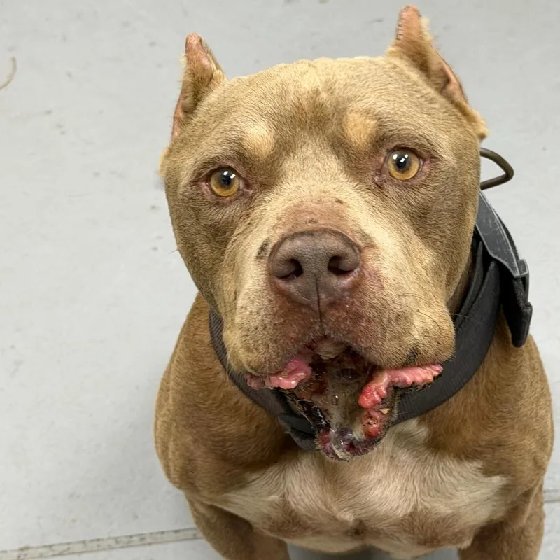 An adult medium-sized male Yellow / Tan / Blond / Fawn Mixed Breed dog named StrayWynntonRoad for adoption in Columbus, GA
