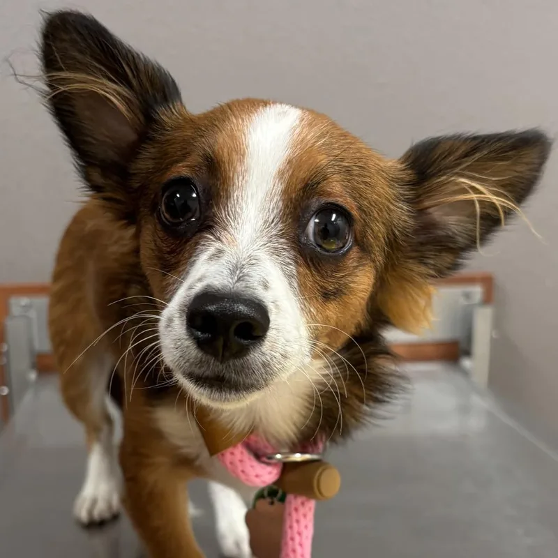 A young small-sized male Red / Chestnut / Orange Chihuahua dog named Caspian for adoption in Reno, NV