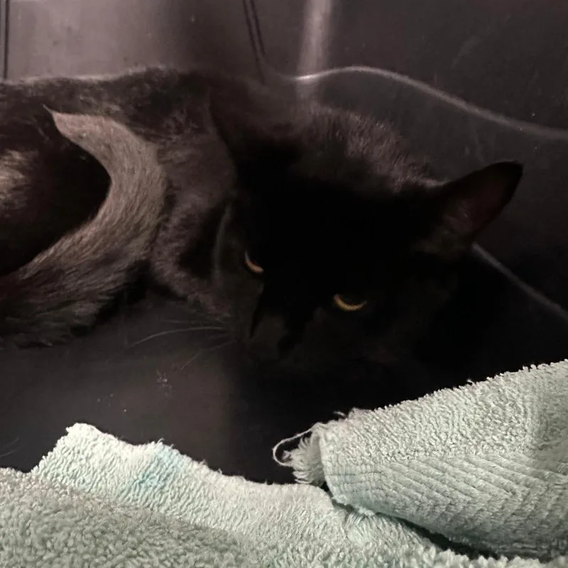 A young medium-sized female Black Domestic Short Hair cat named Zodiac for adoption in Lakeland, FL