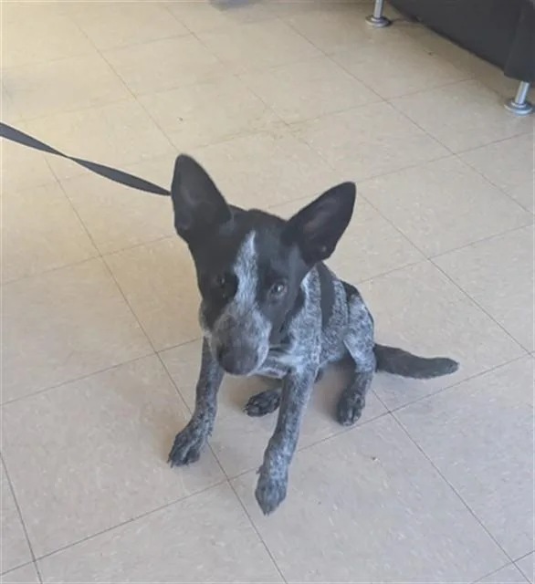 A baby small-sized male Australian Cattle Dog / Blue Heeler dog named Fido for adoption in Killeen, TX