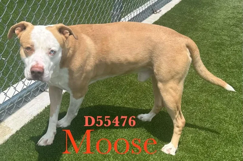 An adult medium-sized male American Staffordshire Terrier dog named Moose for adoption in Clarksville, TN