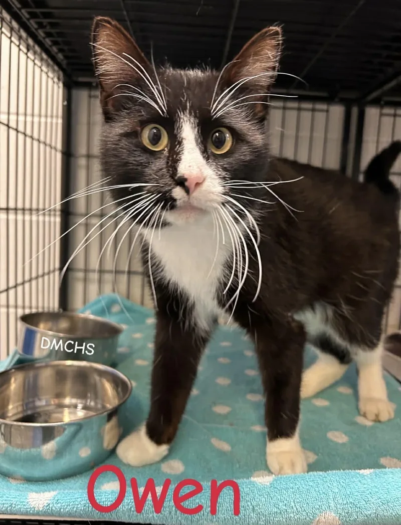 A young medium-sized male Domestic Short Hair cat named Owen for adoption in Burlington, IA