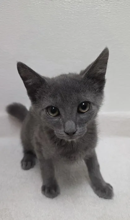 A young small-sized male Domestic Short Hair cat named Hazy for adoption in Phoenix, AZ