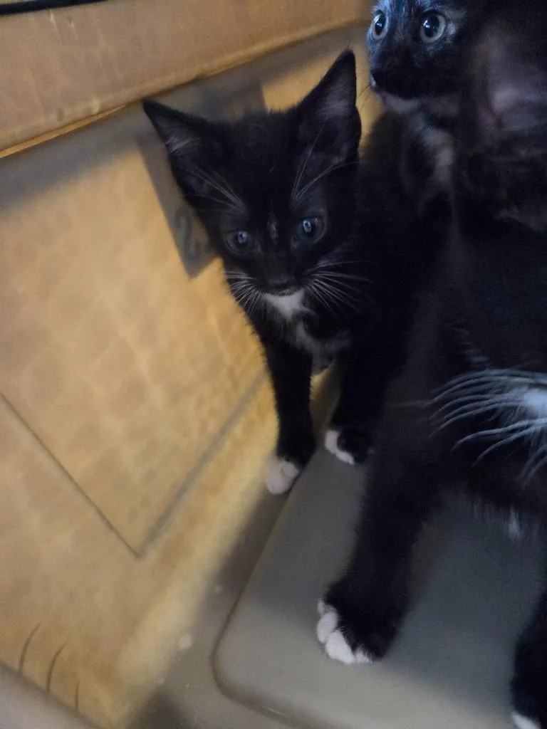 A baby small-sized male Domestic Short Hair cat named Ivan for adoption in Bossier City, LA