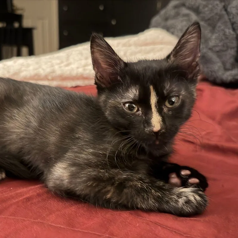A baby medium-sized female Tortoiseshell cat named Birdie for adoption in Kerrville, TX
