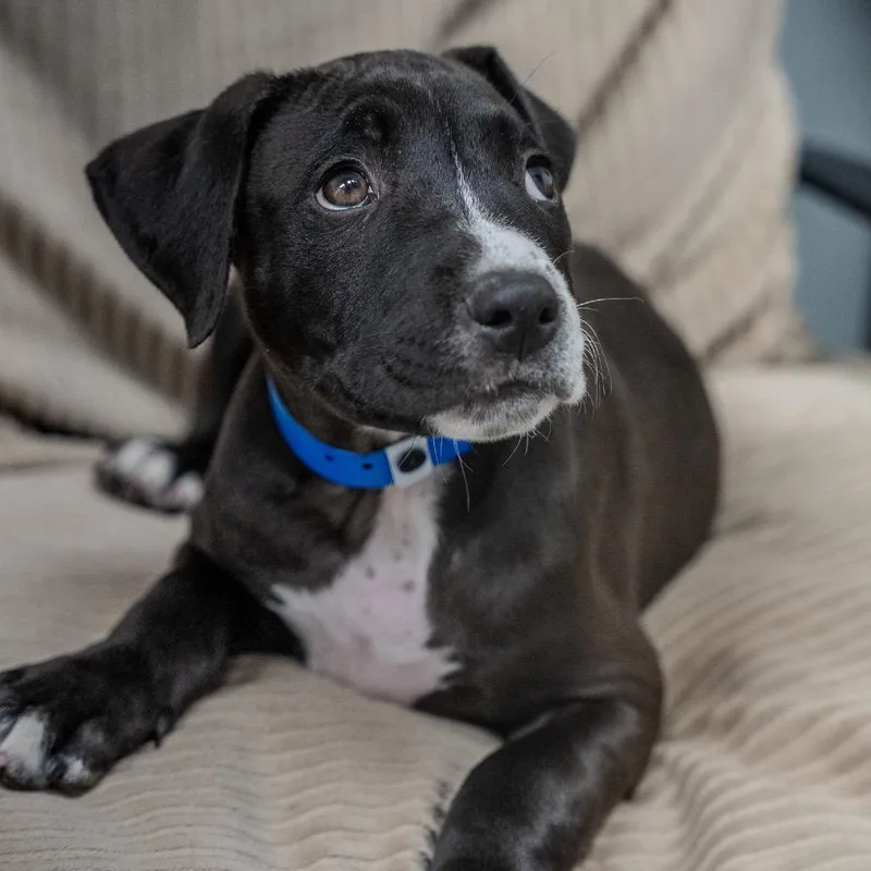 A baby medium-sized male Black Labrador Retriever dog named Sirius for adoption in Pawling, NY