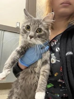 An adult medium-sized female Domestic Long Hair cat named Marge for adoption in Palm Coast, FL