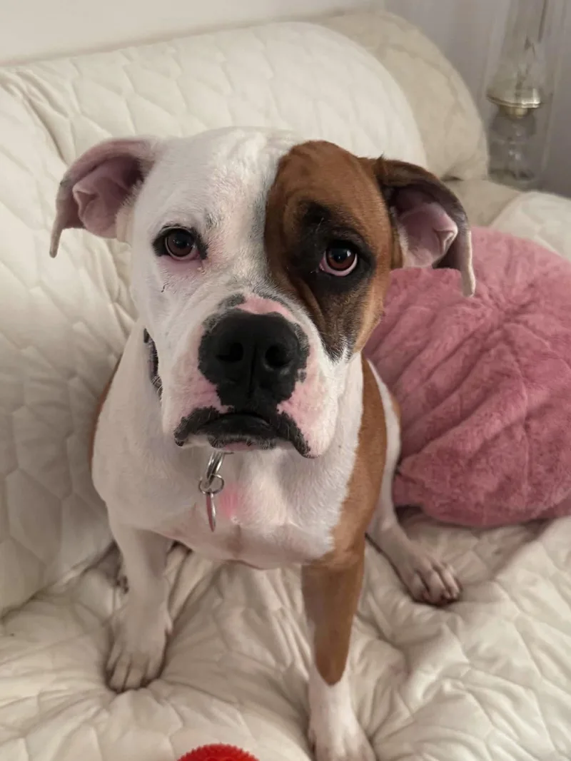 An adult large-sized female Boxer dog named Lucky for adoption in Arlington, VA