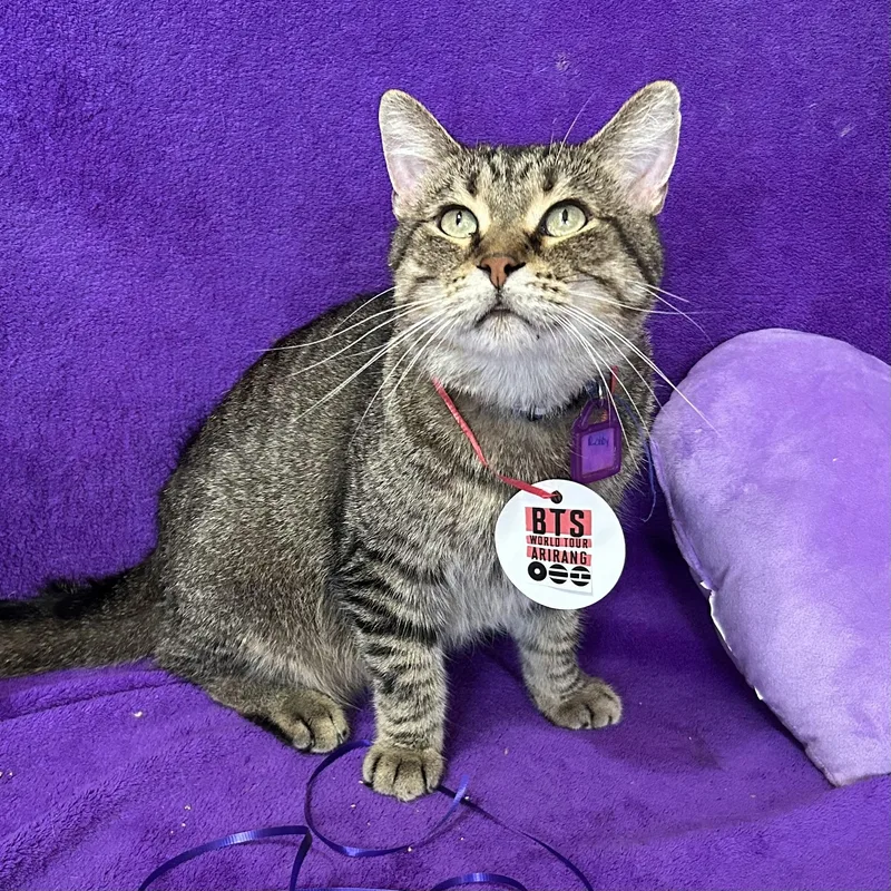 An adult medium-sized male Tabby (Brown / Chocolate) Domestic Short Hair cat named Sam I Am for adoption in La Salle, IL
