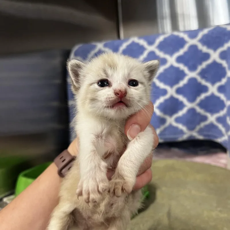 A baby small-sized male White Domestic Short Hair cat named Christian for adoption in Harrisville, WV