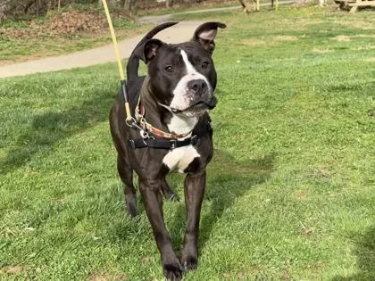An adult medium-sized female Mixed Breed dog named Lola for adoption in West Chester, PA