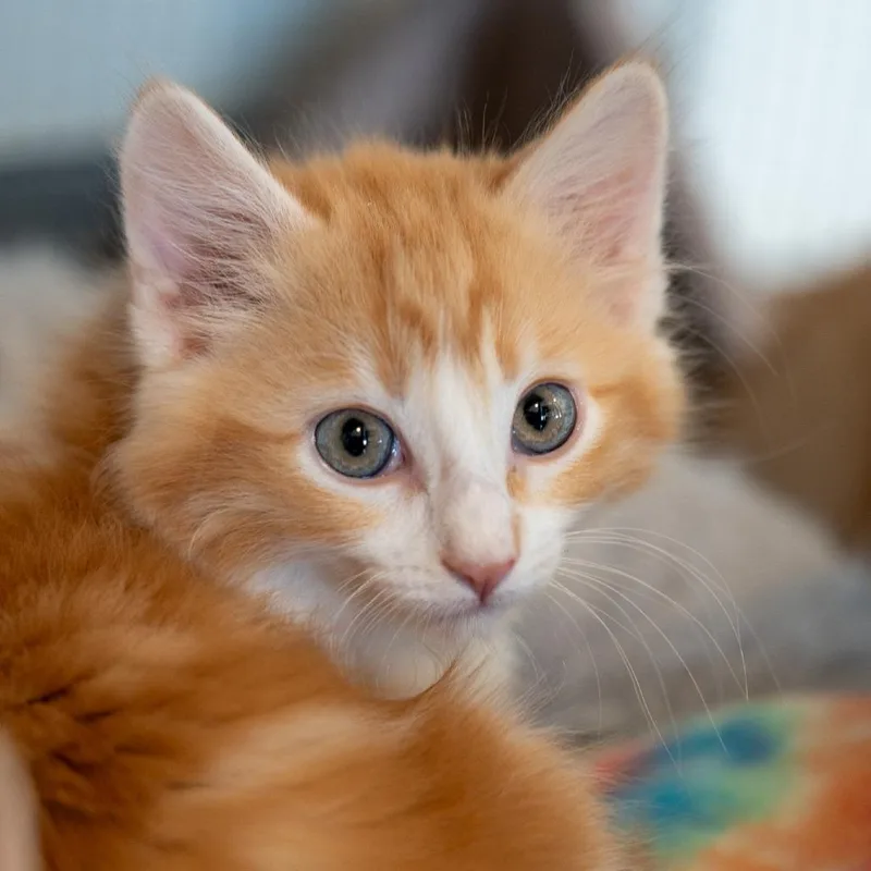 A baby small-sized male Orange / Red Domestic Long Hair cat named Sunny D for adoption in Durango, CO