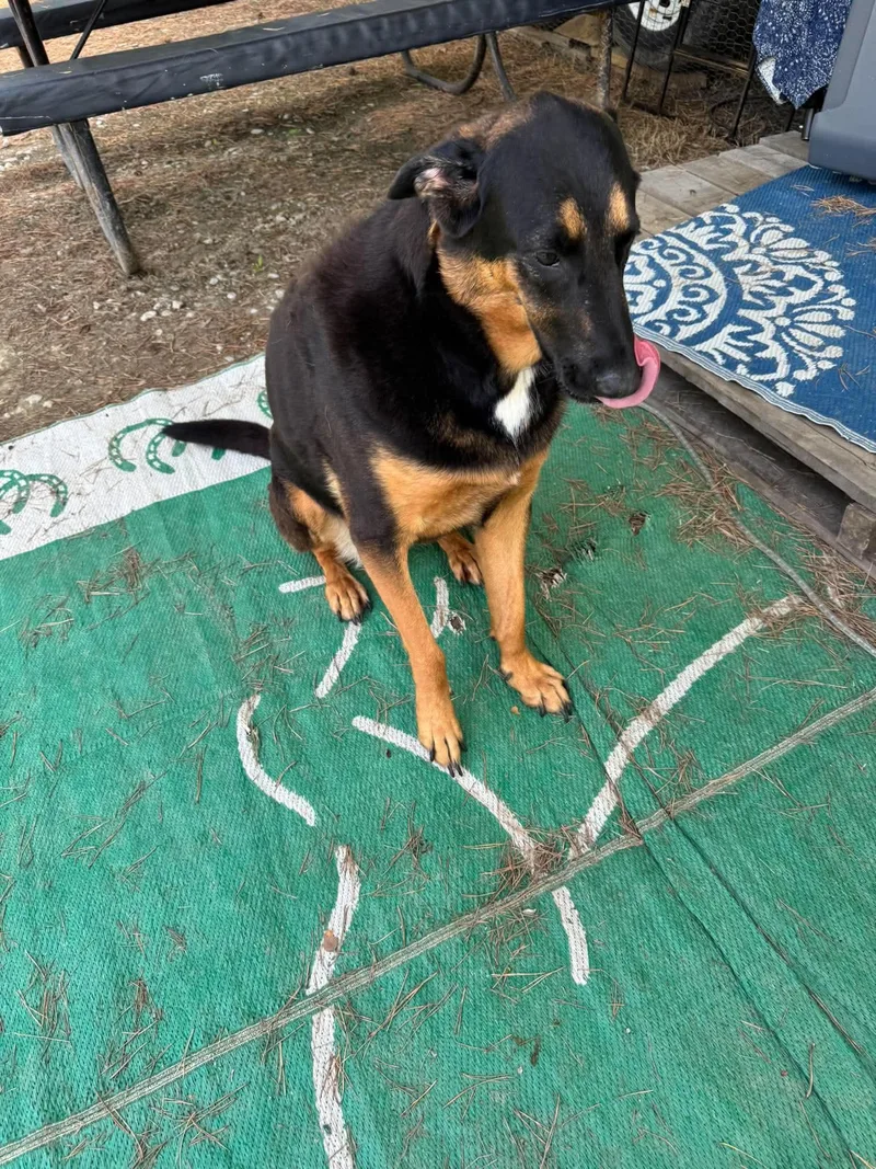 An adult medium-sized female German Shepherd Dog dog named Daisy for adoption in Marine City, MI